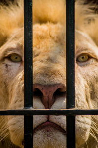 Close-up portrait of lion seen through metal fence