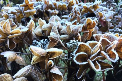 Close-up of plants during winter