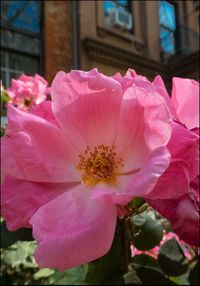 Close-up of pink flower