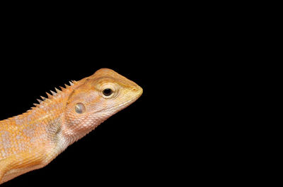 Close-up of lizard over black background