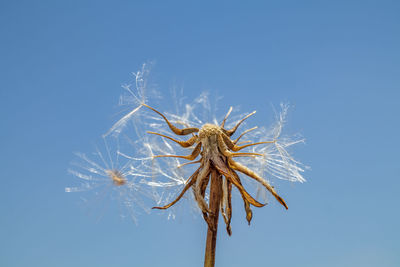 Close-up of wilted plant against clear blue sky