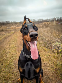 Close-up of a dog on field