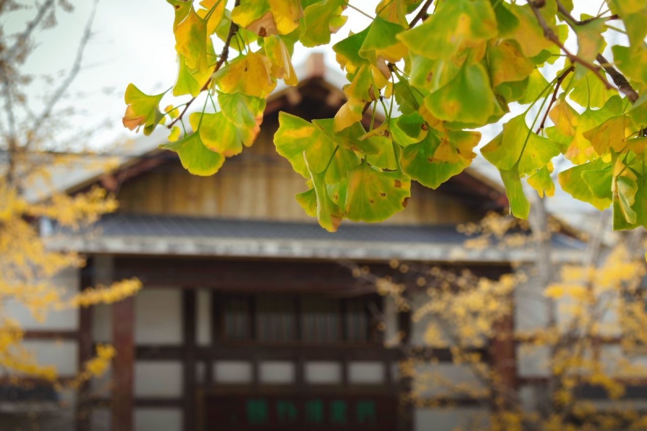 plant part, leaf, building exterior, architecture, built structure, plant, building, tree, growth, day, no people, focus on foreground, autumn, nature, house, outdoors, branch, yellow, low angle view, change, leaves