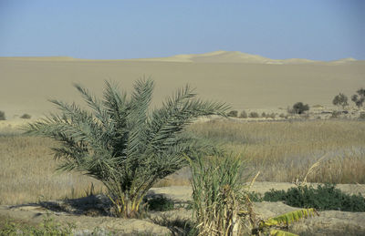 Scenic view of desert against clear sky