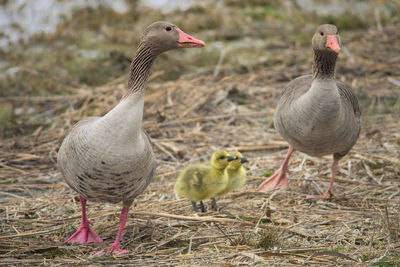Close-up of greylag geese and goslings on field