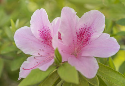 Close-up of pink flowering plant