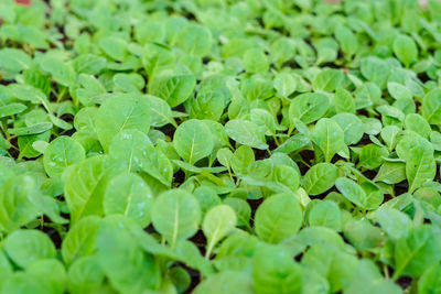 Full frame shot of fresh green leaves