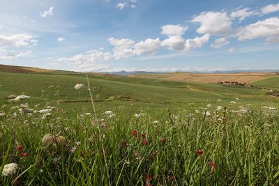 Scenic view of grassy field against sky