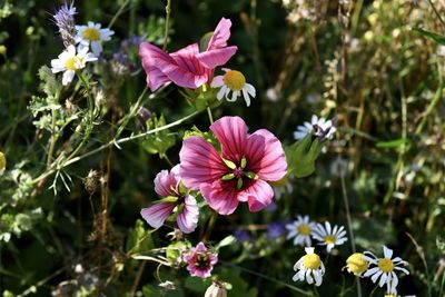 Close-up of pink cosmos flowers