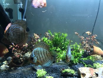 High angle view of fish swimming in sea