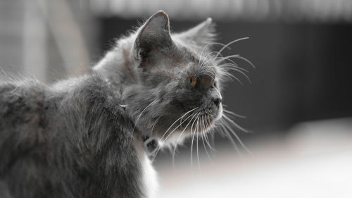 Close-up of a cat looking away