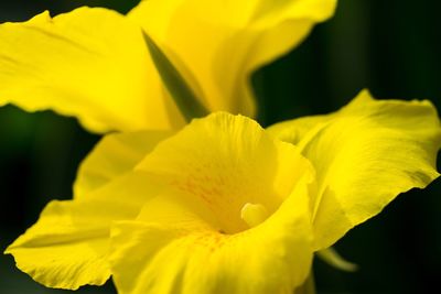 Close-up of yellow day lily blooming outdoors