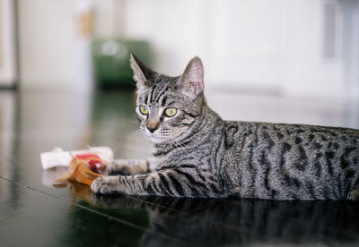 Close-up portrait of cat