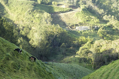 Scenic view of landscape