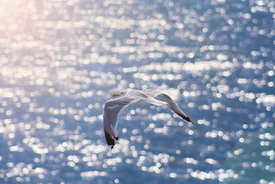 Close up of a bird