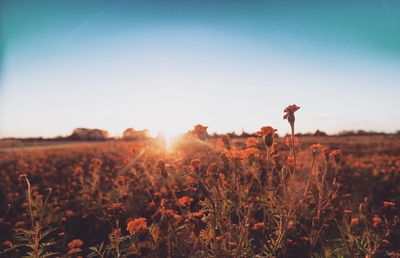 Plants growing on field against clear sky