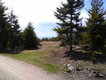 Road amidst trees in forest against sky