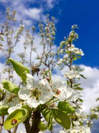 Close-up of white cherry blossoms against sky