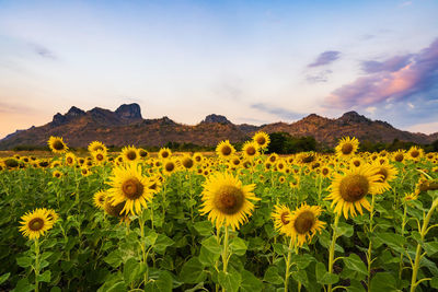 View of sunflowers on field against cloudy sky