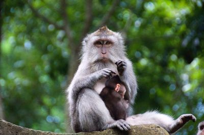 Mother and baby monkey grooming and  sitting on rock