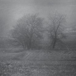 Bare trees against sky