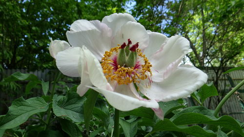 Close-up of white flower blooming outdoors