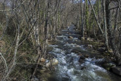 Scenic view of trees in forest