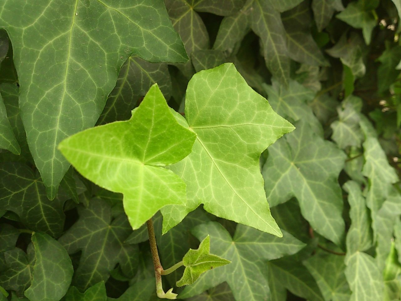 leaf, green color, growth, full frame, leaf vein, backgrounds, plant, natural pattern, close-up, nature, freshness, leaves, green, beauty in nature, high angle view, no people, day, outdoors, tranquility, growing