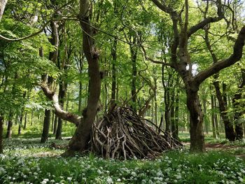 Trees in forest