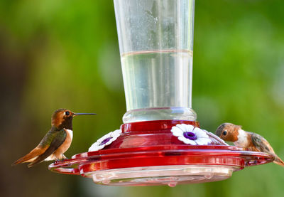 Close-up of bird perching on feeder