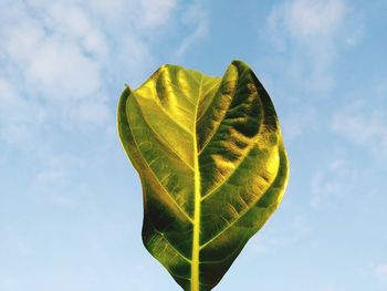 Low angle view of yellow leaves against sky