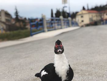 Close-up of bird in a city