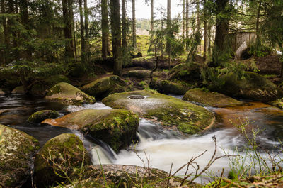 Scenic view of waterfall in forest