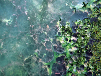 High angel view of cynaobacteria cloud under water