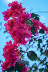 Close-up of pink flowering plant