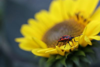 Close-up of insect on yellow flower