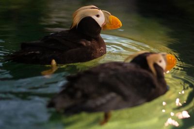 Black swan swimming in lake