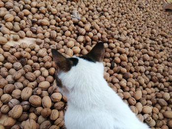 High angle view of cat on pebbles