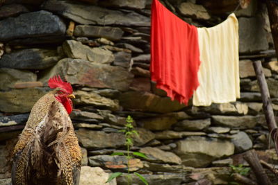 Red rooster on stone wall