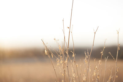 Close-up of fresh grass on field against sky