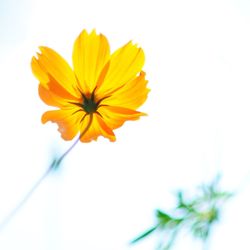 Close-up of yellow cosmos flower against sky