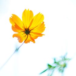 Close-up of yellow cosmos flower against sky
