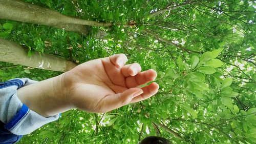 Cropped image of hand holding plant