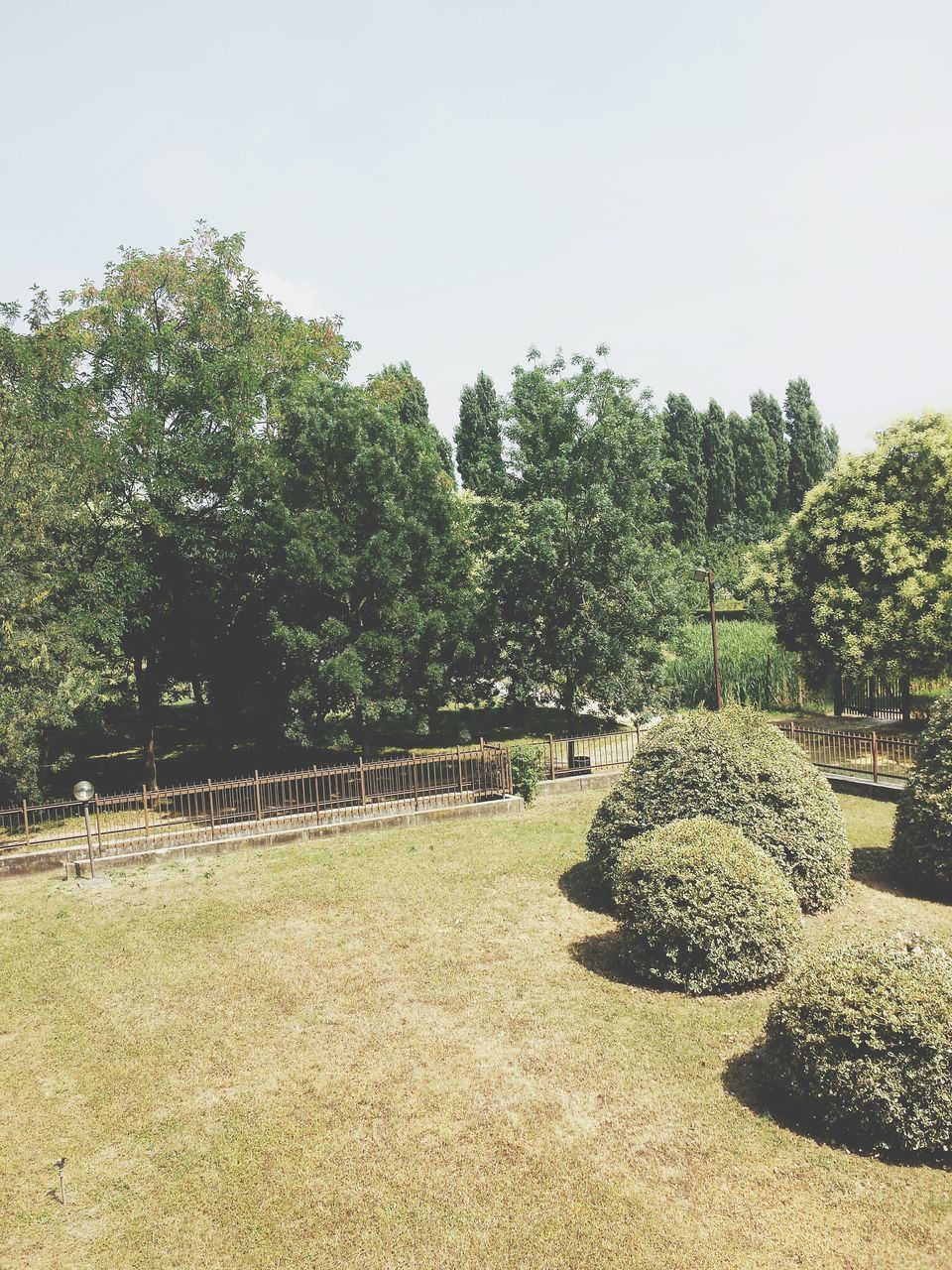 tree, growth, clear sky, plant, nature, tranquility, beauty in nature, green color, field, growing, day, park - man made space, tranquil scene, no people, sunlight, outdoors, flower, copy space, sky, grass