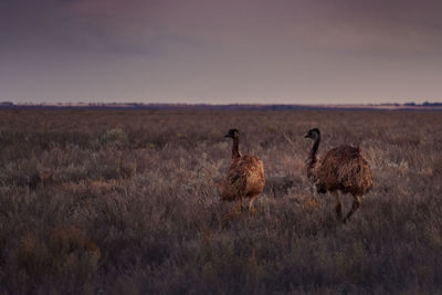 Birds on field against sky during sunset