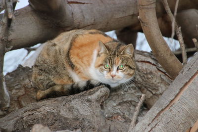 Portrait of cat sitting outdoors