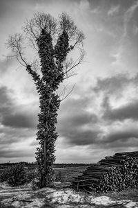 Low angle view of tree on field against sky