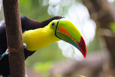 Close-up of bird perching on branch