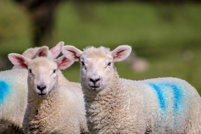 Close-up portrait of sheep on field