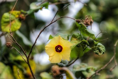 Close-up of yellow flower